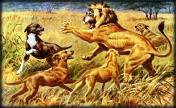 hunting_dogs Hunting dogs attacking a lion