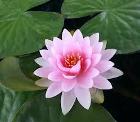 Egyptian lotus flower Egyptian lotus flower