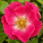 Bathsheba_140 Bright pink rose