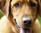 Dog7 The dogs mentioned in this miracle story were pets rather than wild dogs or scavengers