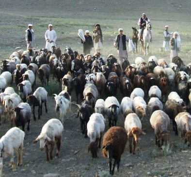 Herd of sheep with shepherds Herd of sheep with shepherds