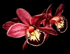 Judith_140_3 Beautiful red orchid against black background, design by Donald Pipowitch