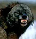 Ferocious animal of prey with teeth bared Ferocious animal of prey with teeth bared
