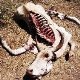 Skeleton of a cow lying in dry gravel Skeleton of a cow lying in dry gravel