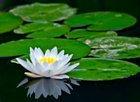 Noah_waterlily White waterlily