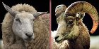 A sheep and a goat, photograph A sheep and a goat, photograph