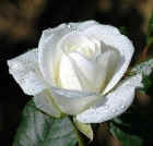 White_rose_dew_140 Perfect white rose