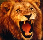 Deborah_140_lion Male lion with bared teeth
