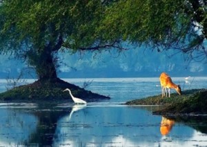 Idyllic scene with lake, deer and water bird
