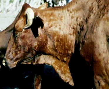 Moses and the Ten Plagues of Egypt. Photograph of a cow with a skin disease; it would be unwise to eat the flesh of this animal, or drink its milk