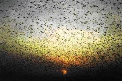 Moses and the Ten Plagues of Egypt. A swarm of locusts darkens the sky and hides the sun