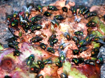 Ten Plagues of Egypt: swarm of flies on meat