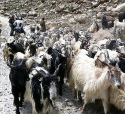 Bible murders: Cain kills Abel. A herd of goats in a stony, barren landscape