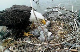 God is Guide and Protector. Eagle feeding a fish to its young