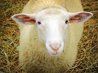 A white lamb