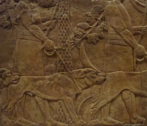 Dogs in the Bible: Assyrian hunting dogs; the kings of Israel and Judah may have had dogs like these