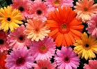 Many-coloured flowers Many-coloured flowers