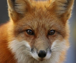 Bad men in the gospels, Herod Antipas, a red fox
