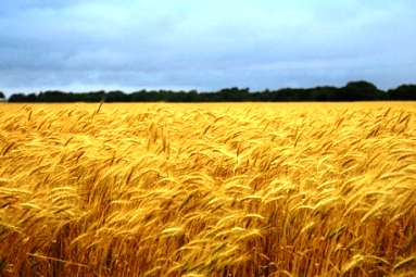 Field of ripe grain at harvest time