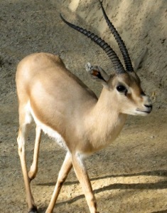 Tabitha is a Jewish name meaning 'gazelle'