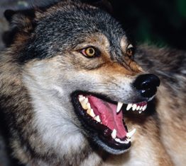Wolf with bared teeth