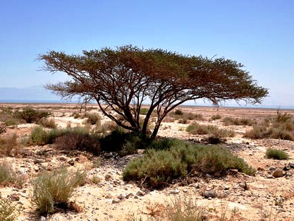 Young People in the Bible, Ishmael. Acacia tree in the desert, photograph by F. Jenkins