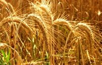 Ears of ripe barley