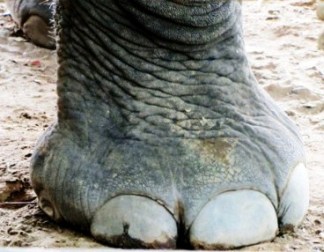 Belief in God, Meditation. Foot of an elephant