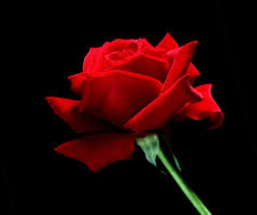 Bible Princess: Bathsheba. Red rose on black background
