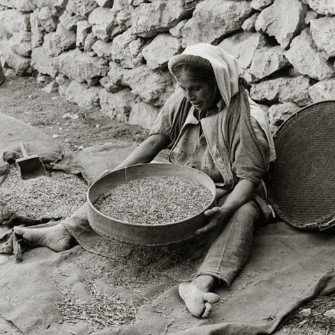 Parable of the Sower: a woman sifting seed to separate edible grain from weeds