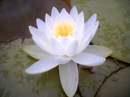 Perfect white lotus flower