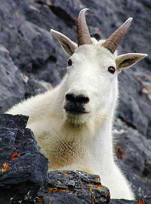 Worst sins in the Bible: sex with animals. Photograph of a mountain goat
