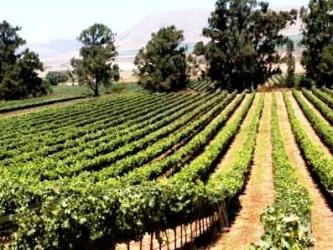 Food in ancient times: a vineyard in Israel