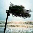 Palm tree in storm